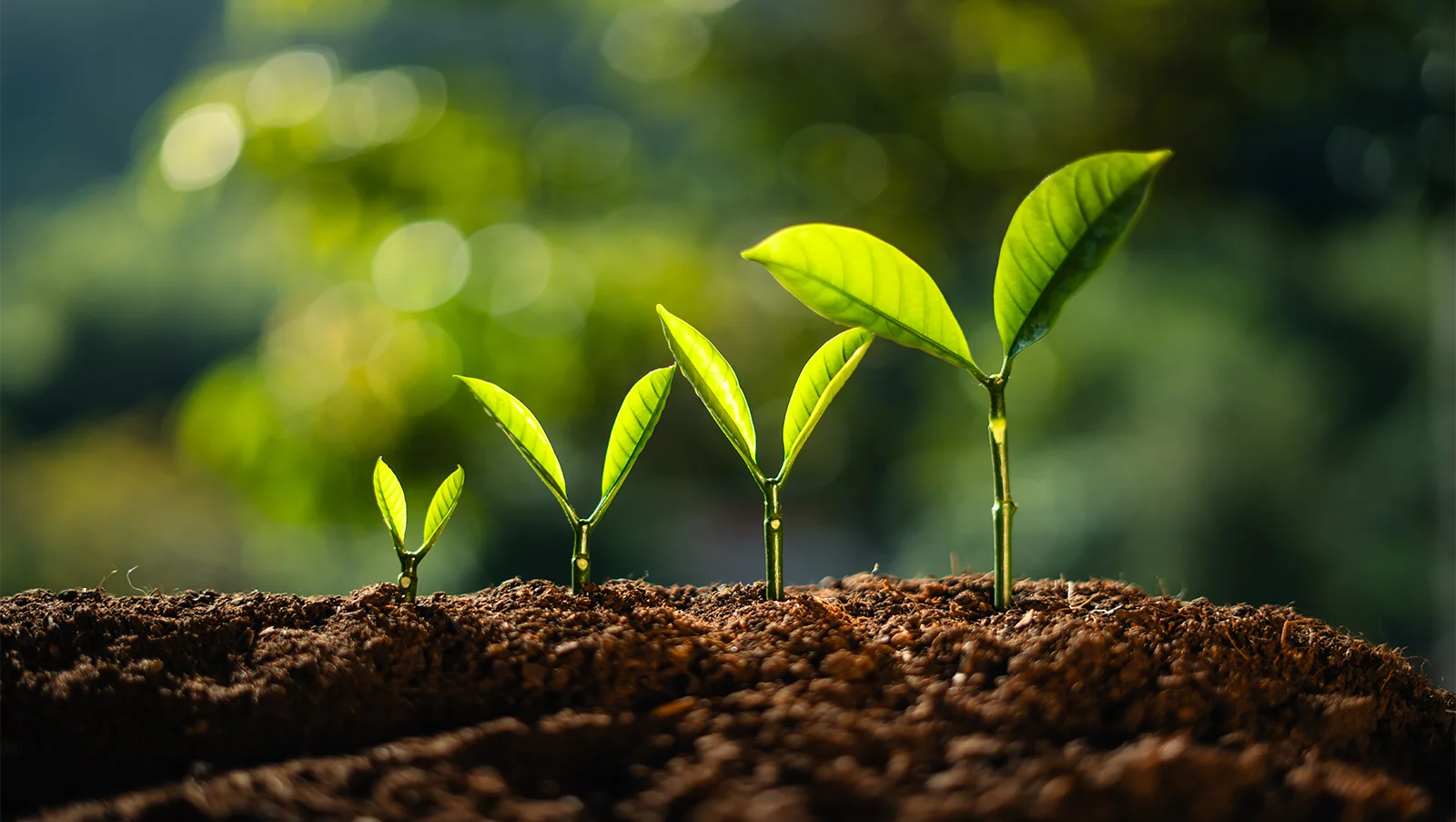 arte verde giardini aosta